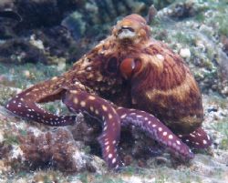 Octopus taken at Sharks Observatory, Ras Mohamed Park wit... by Nikki Van Veelen 